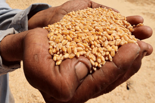 New FAO forecasts point to higher cereal production, utilisation, stocks, trade