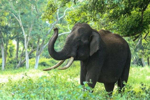 Elephant extinction could have major impact on atmospheric carbon levels: Study
