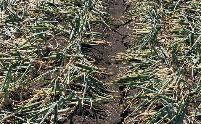 'Most challenging season ever encountered' by onion sector