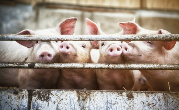 African swine fever situation in Ukraine is 'severe', warns AIMS