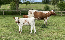 Renewed interest in Irish Moiled cattle