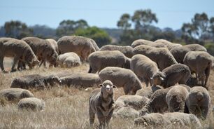 A coordinated effort is required to grow the WA sheep industry. 