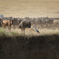 KENYA-MASAI MARA NATIONAL RESERVE-MIGRATION-WILDLIFE
