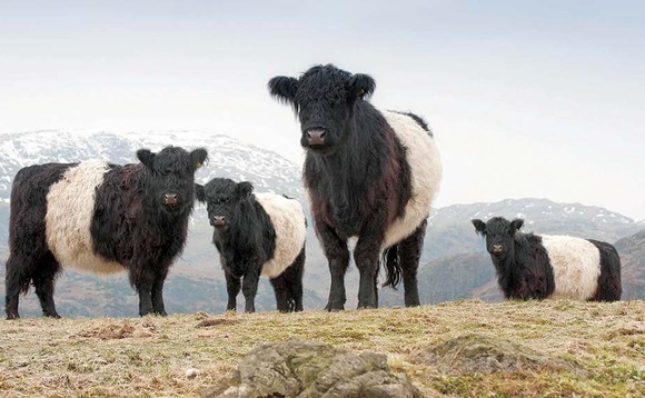 British beef breeds 'unique selling point' for US trade
