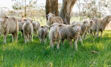  MLA reports buyers are offering discounts for unshorn lambs due to the additional cost and effort required for shearing. Image courtesy of Meat & Livestock Australia.