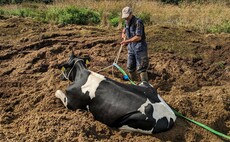 Cows rescued from muck heap with help of JCB in Somerset