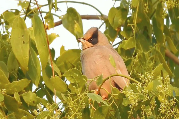 Gujarat: Grey Hypocolius emerges as star attraction at Chhari-Dhandh Wetland in Kachchh, draw global tourists
