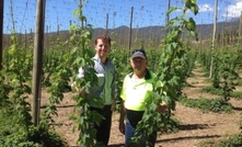 Craft beer popularity leads to better fencing for hops