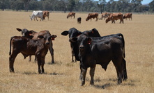 The gross value of farm production is forecast to be over $86 billion, largely driven by higher livestock production and prices. Credit: Mark Saunders.