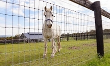 Fencing reminder for horses