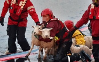 'Exhausted and distressed' sheep rescued from drowning at flooded farm in Cheshire