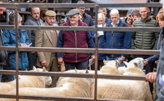 Sennybridge Brecknock Hill Cheviot sale tops at 10,000gns