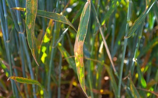 Wet weather brings raised septoria threat