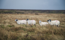 Letters: "It is time that farmers and graziers should take precedence [in the uplands]"