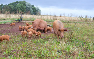 Concern for UK's rare pig and poultry breeds in new RBST Watchlist