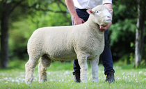  Auction mart sales round-up: Welsh Blacks to 7,500gns, Limousins to 15,000gns and breeding cattle to £4,400