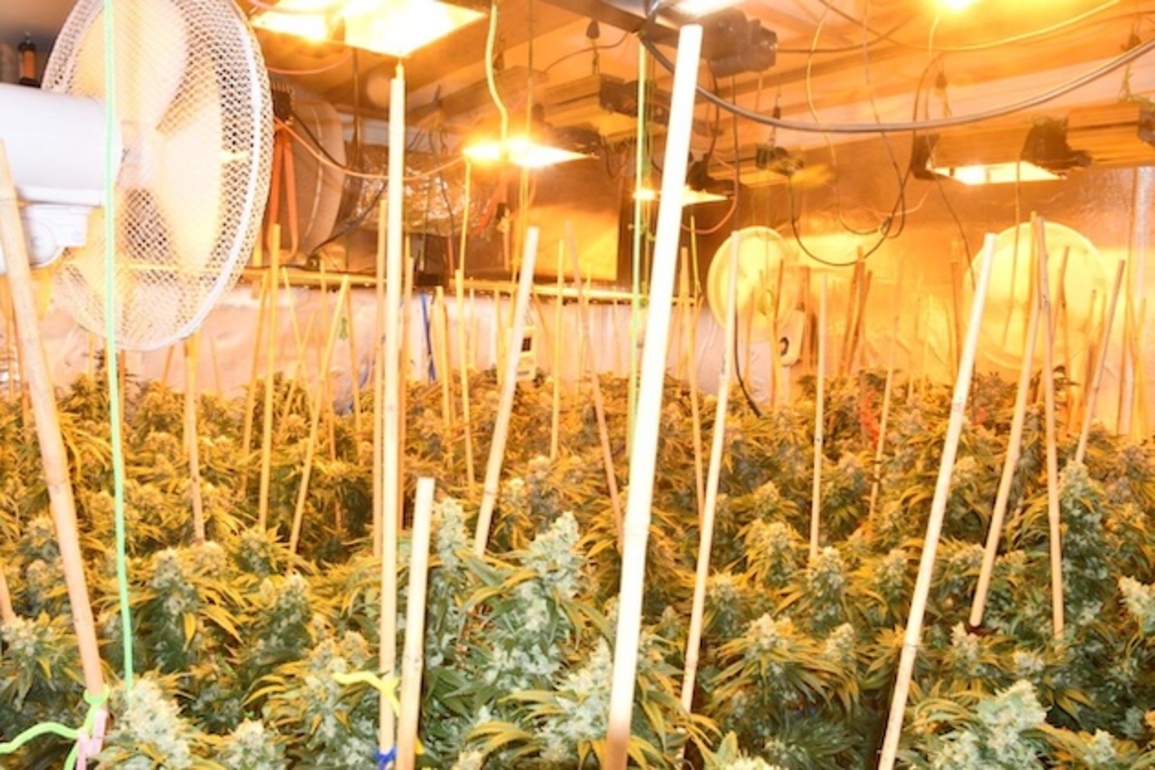 Dundalk man charged over €137k cannabis operation faces court