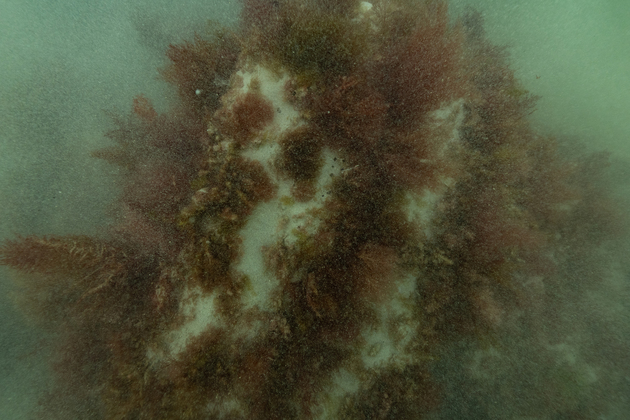 AUSTRALIA-CANBERRA-19TH CENTURY SHIP-WRECK-UNEARTHED