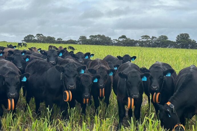 Stantons fitted 200 breeding cows with Gallagher's eShephard neckbands in June, as part of a trial.
