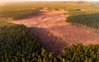  UK supermarkets to fall short of 2025 deforestation-free soy target