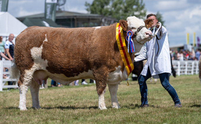 Beef inter-breed and Simmental champion Popes Princess Immie, from the Wood family, Preston.