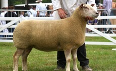 GREAT YORKSHIRE SHOW: Charollais claims inter-breed sheep supreme