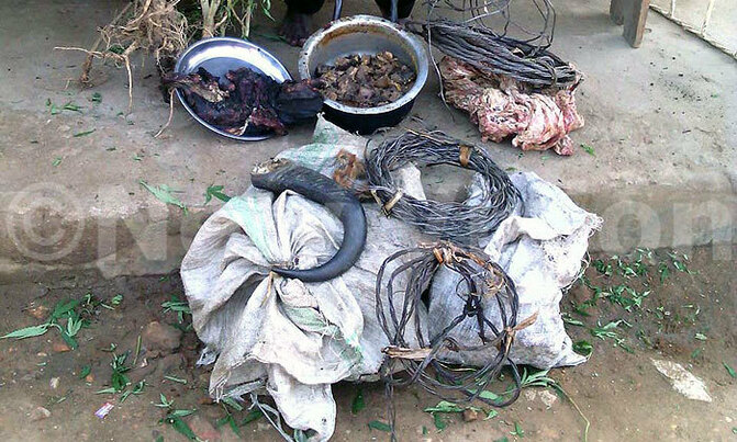 Man found with buffalo meat, cannabis arrested Man found with buffalo meat, cannabis arrested