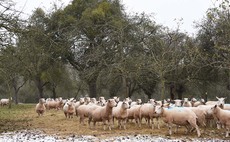 What does Agroforestry look like in practice?