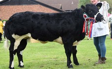 British Blue heifer reigns supreme at Nottinghamshire County Show