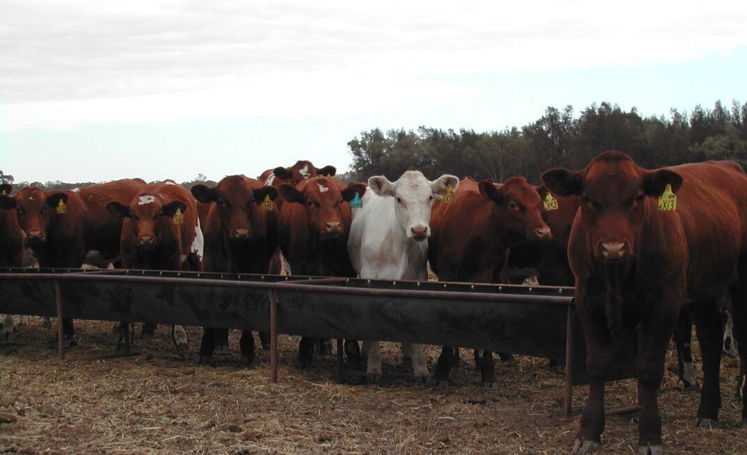 If production feeding weaner cattle on-farm, monitor weight gains and markets regularly to ensure it is cost effective. 