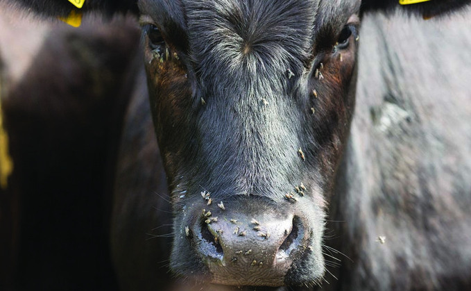 Protect stock from flies earlier this year