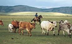 US beef industry in focus