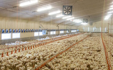 Avian influenza: Protecting your farm