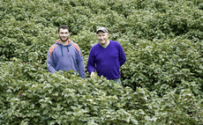 Blackcurrant harvest in full swing on Dundee farm