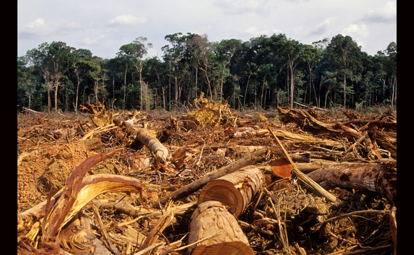 Deforestation is a major contributor to climate change