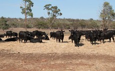 Australia beef exports to China cut as trade tensions escalate