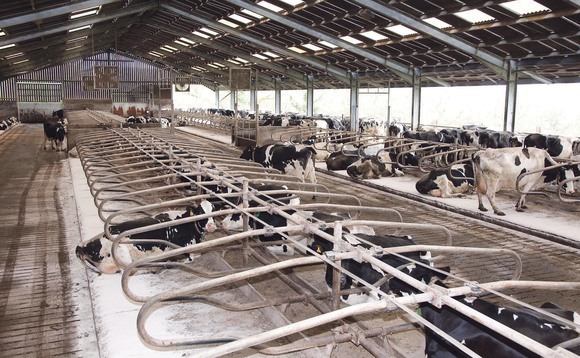 How one dairy farm in North Yorkshire tackled mastitis with more space  
