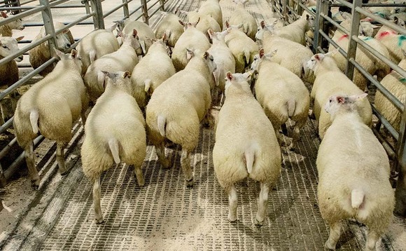 Positive trade with bigger lambs in demand