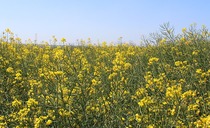 Smallest OSR harvest for 40 years