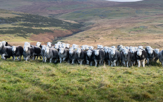 History of Herdwicks entwined with that of Lake District family farm