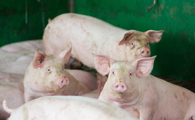 Farmers are reminded to ensure no pork products are brought on-site. Farmers are reminded to ensure no pork products are brought on-site.
