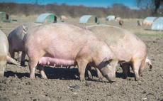 Good news for pig producers as Red Tractor lines up US export boost