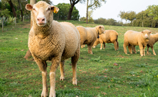 1,800 Portuguese farms affected by bluetongue