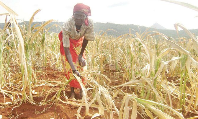 Food production to drop as climate changes Food production to drop as climate changes