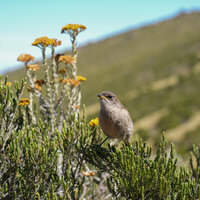 KENYA-MOUNT KENYA-NATIONAL PARK-VIEWS