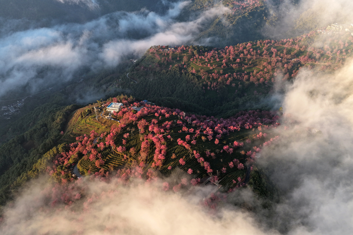 #CHINA-YUNNAN-WINTER CHERRY BLOSSOMS (CN)