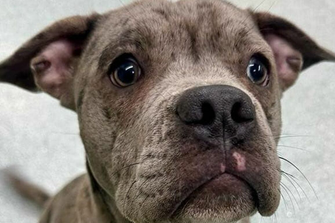Dog warden reports on suspected Pitbull Max doctored, court told