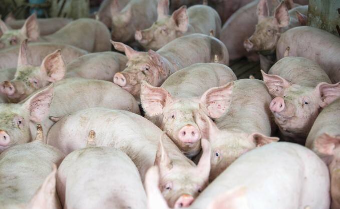 A strong pig market has helped push Cranswick's profits to £1.3bn