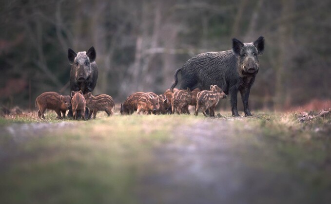 Biosecurity risk as authorities search for illegally released wild boar in Cairngorms