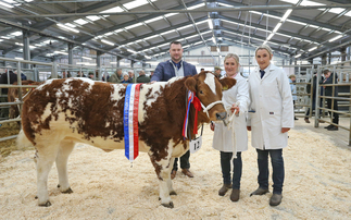 Melton cattle champion sells for record-breaking £16,600